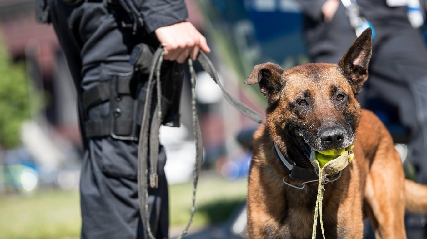 Ein Polizist hält einen Hund an der Leine (Symbolbild): In Essen wurden mehrere Menschen durch Bisse von Polizeihunden verletzt.