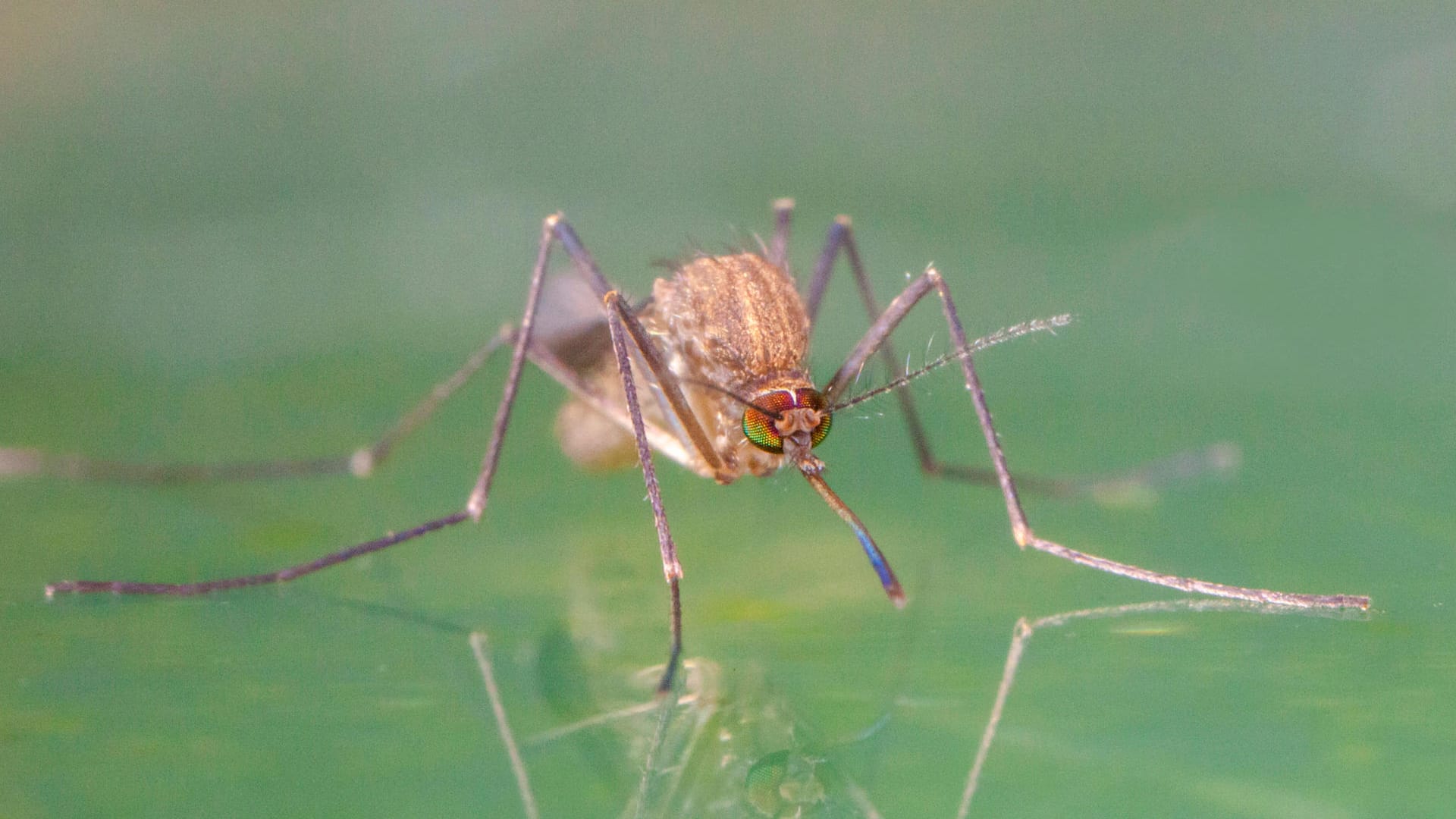 Gemeine Stechmücke: Mücken der Gattung Culex, wozu auch die Hausmücke gehört, können das West-Nil-Virus übertragen.