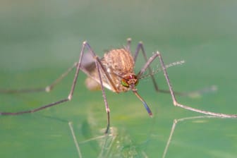 Gemeine Stechmücke: Mücken der Gattung Culex, wozu auch die Hausmücke gehört, können das West-Nil-Virus übertragen.