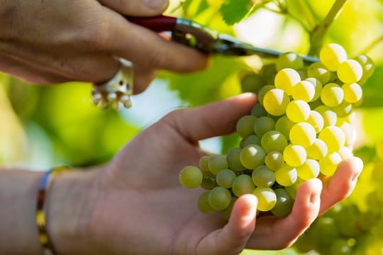 Trauben der Sorte "Solaris" werden in einem Weinberg von einem Rebstock geschnitten.