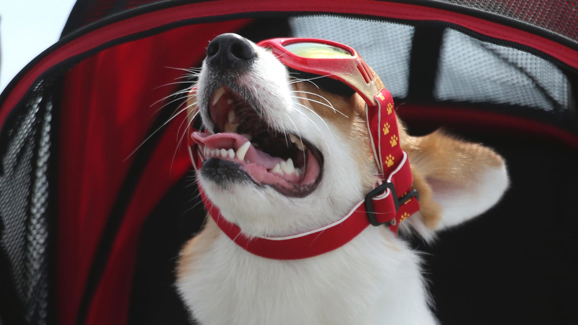 Ein Hund trägt im Südwesten von Taiwan eine Sonnenbrille während einer Sonnenfinsternis.