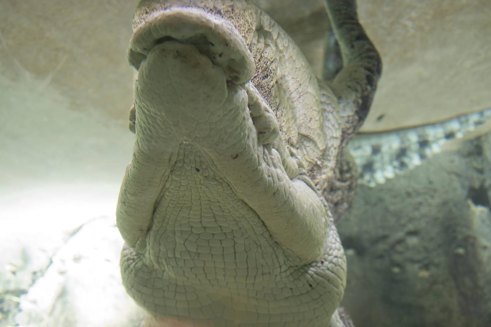 Ein Salzwasser-Krokodil in einer Anlage in Darwin (Symbolbild): In einem Park sind fast 60 junge Krokodile verschwunden.