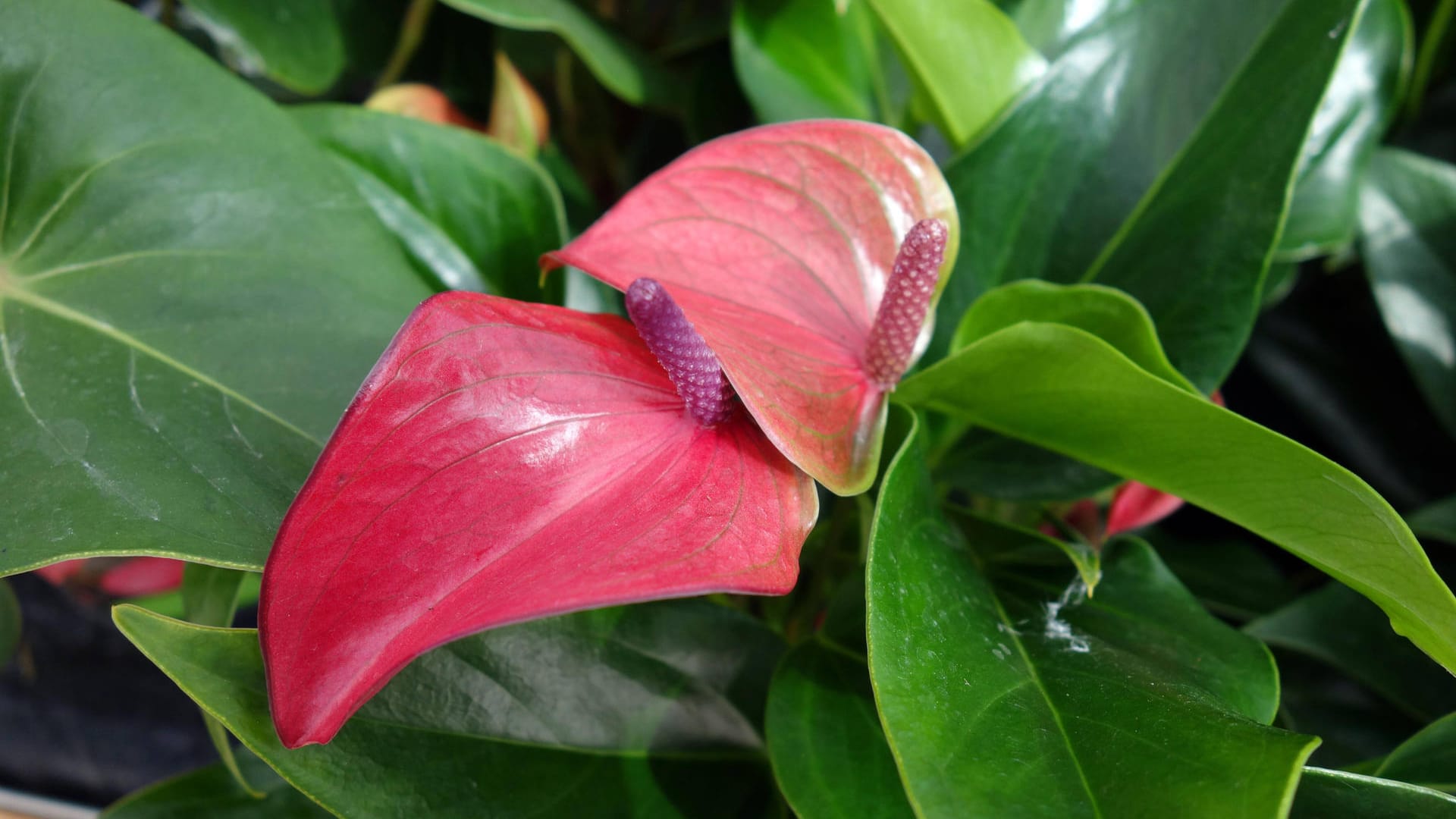 Anthurie: Die Flamingoblume blüht bei richtiger Pflege auch bei Ihnen Zuhause.