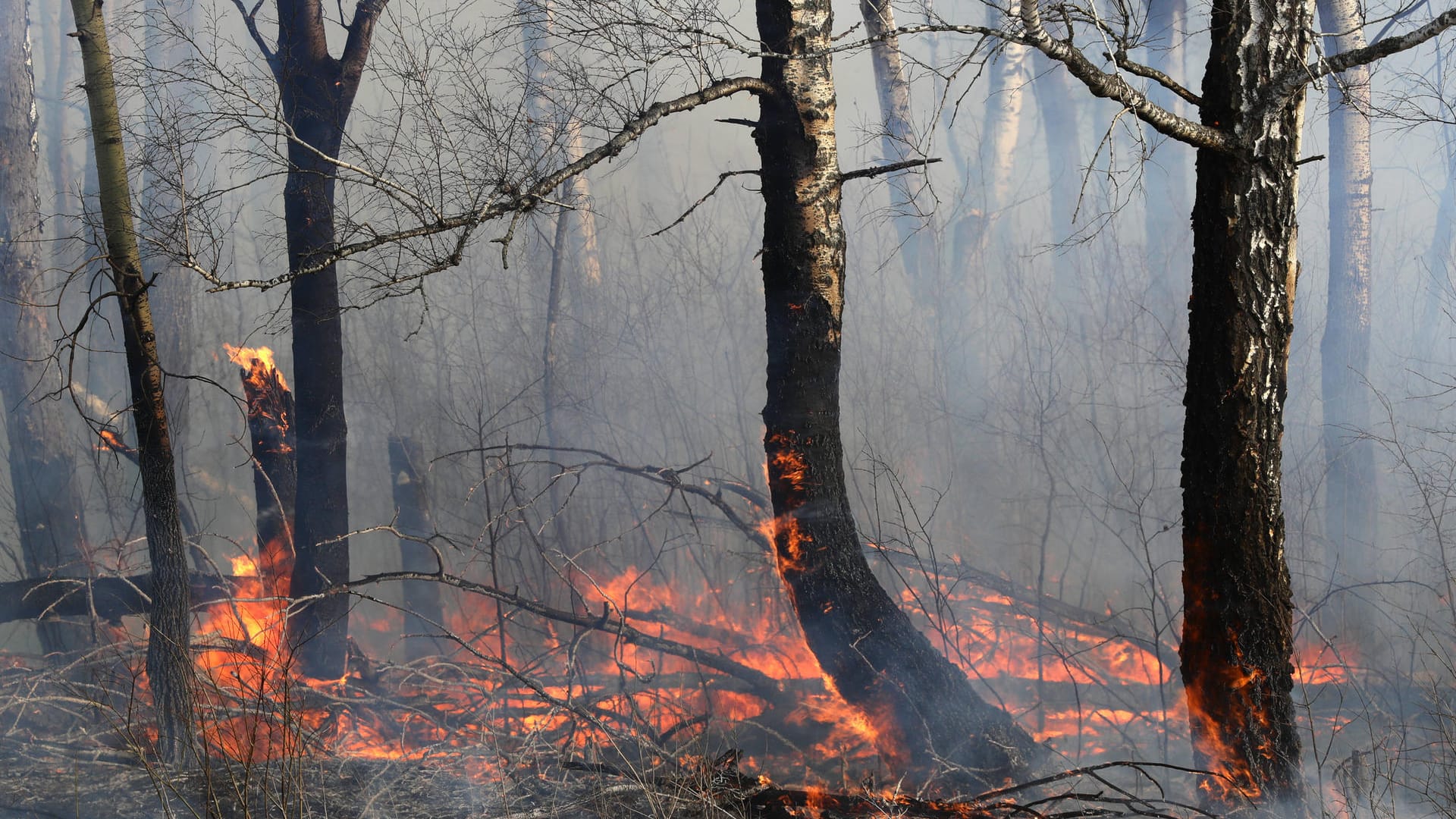 Waldbrand in Südsibirien: Die Feuer tragen durch den Ausstoß von CO2 weiter zur Klimakrise bei.