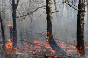 Waldbrand in Südsibirien: Die Feuer tragen durch den Ausstoß von CO2 weiter zur Klimakrise bei.