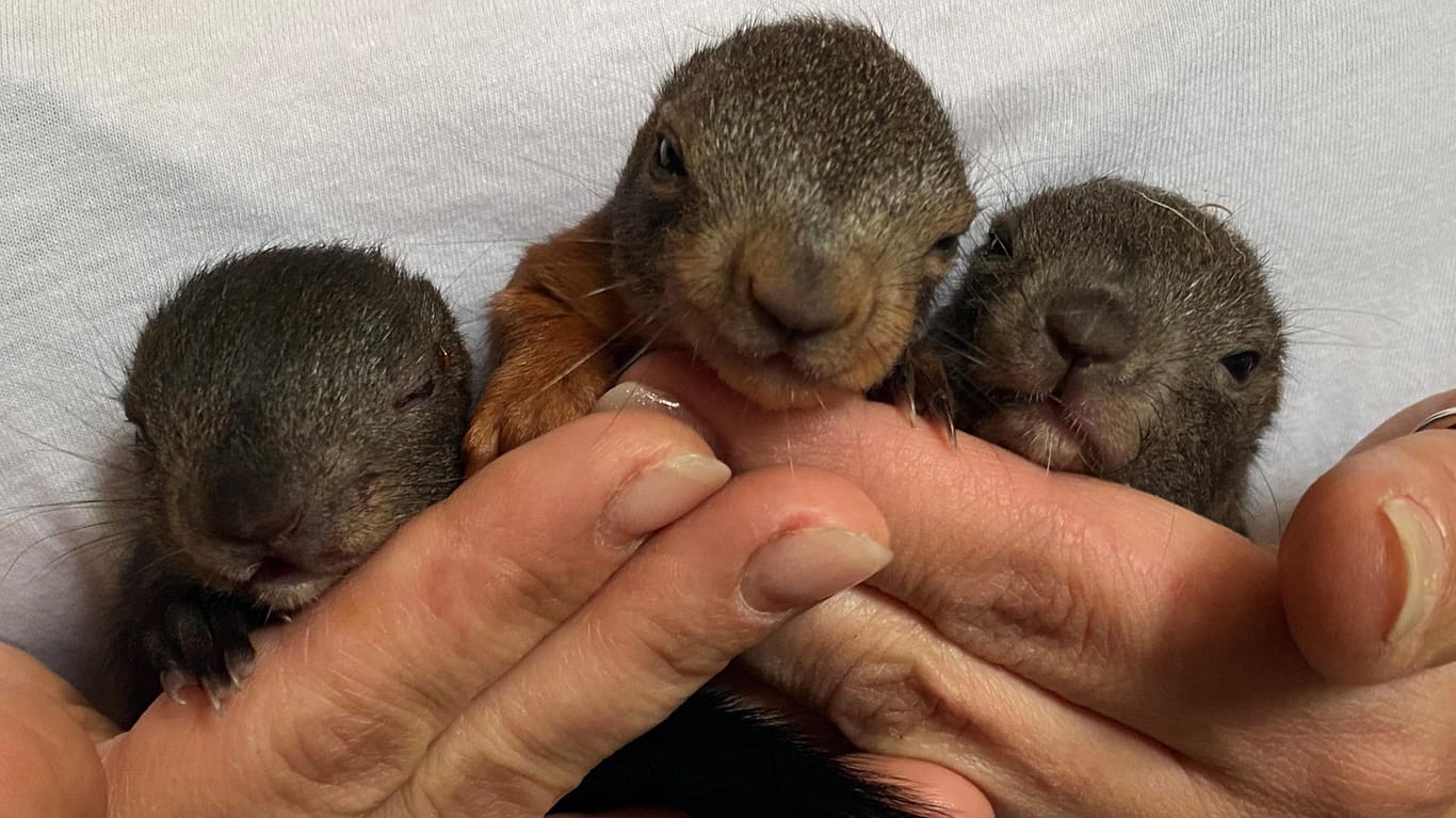 Gerettete Eichhörnchenbabys: Das Trio war nach einem Angriff eines Raben aus dem Nest gefallen.
