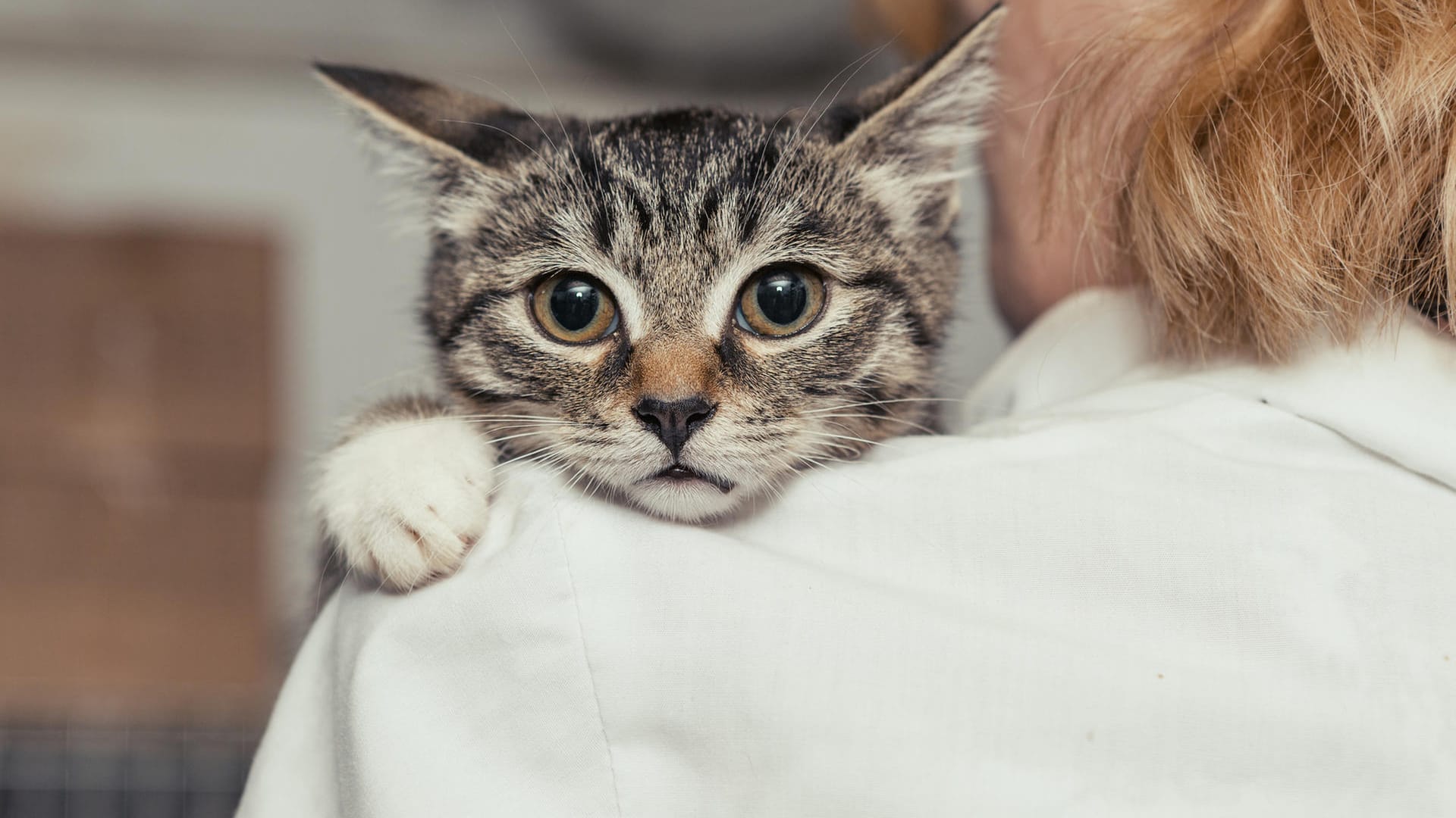 Katze: Der Stubentiger fühlt sich in einer fremden Umgebung selten wohl.