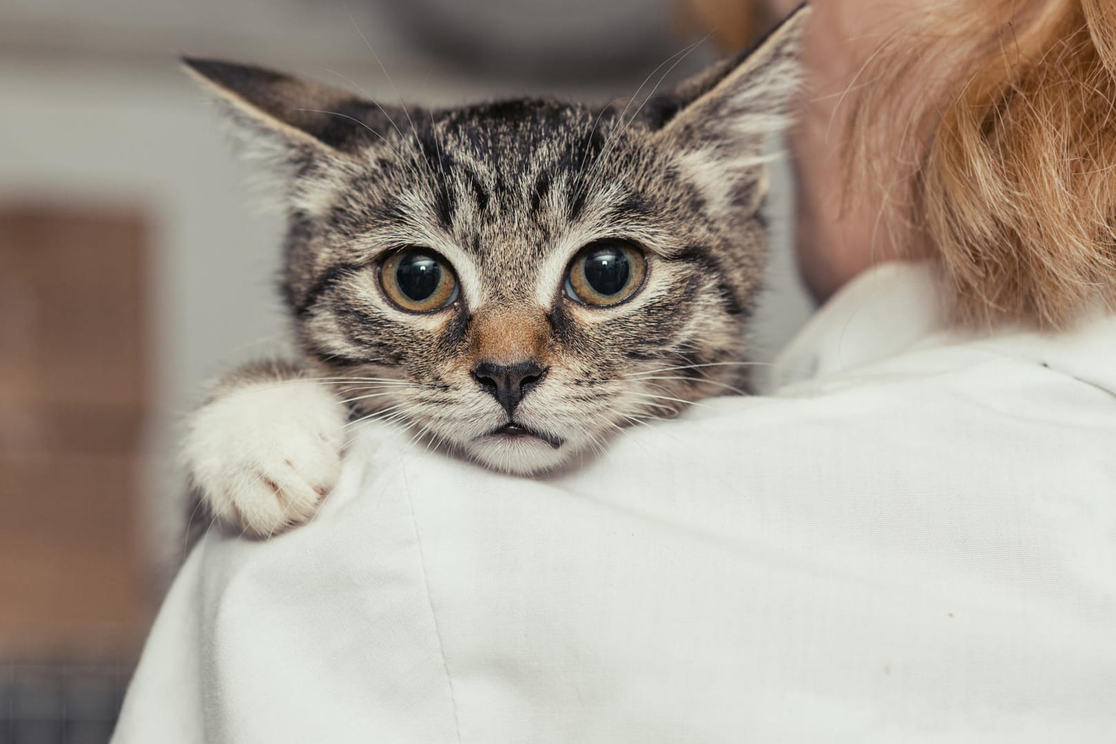 Katze: Der Stubentiger fühlt sich in einer fremden Umgebung selten wohl.