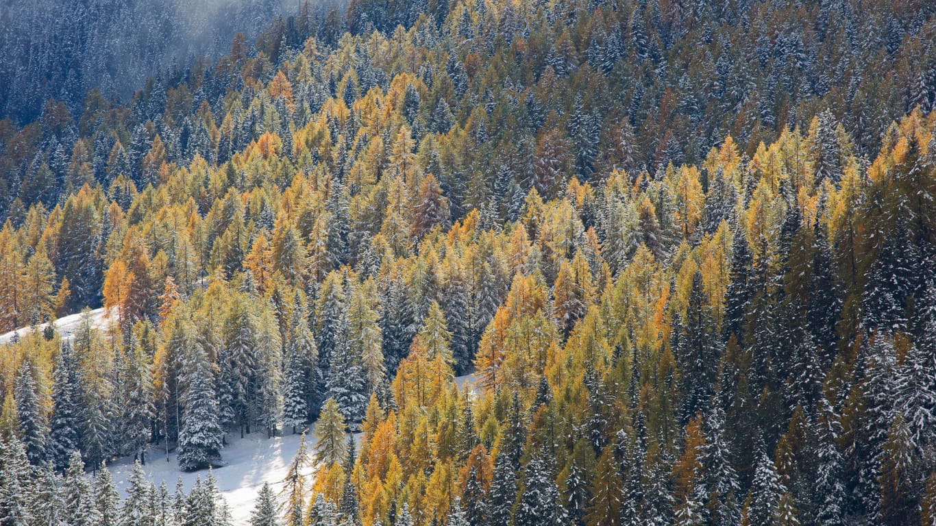 Nadelwald in den Dolomiten (Symbolbild): In einigen Teilen des Gebirges gibt es frei lebende Braunbären.