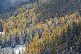 Nadelwald in den Dolomiten (Symbolbild): In einigen Teilen des Gebirges gibt es frei lebende Braunbären.