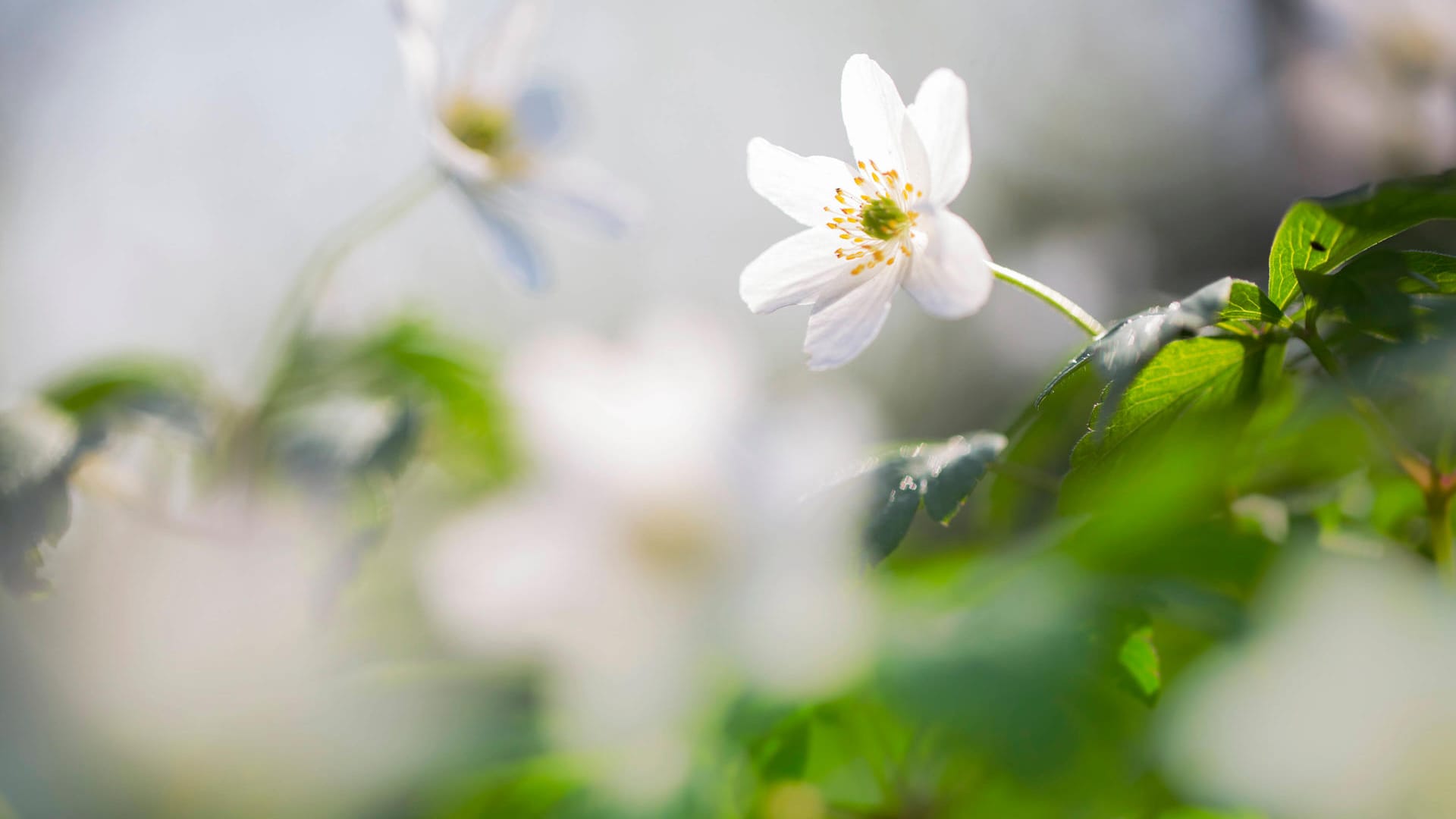 Buschwindröschen: Die Wildblumen ziehen Insekten jeglicher Art an. Buschwindröschen: Die Wildblumen ziehen Insekten jeglicher Art an.