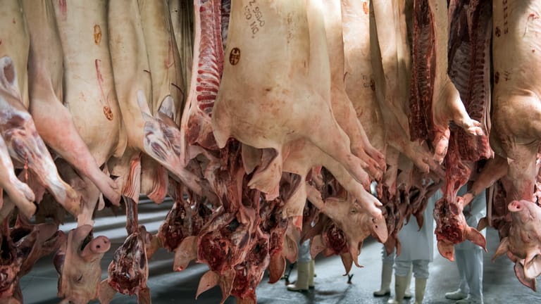 Schweinehälften im Tönnies-Schlachthaus Rheda-Wiedenbrück: Im Vorfeld des Ausbruchs hatten Mitarbeiter Kontakte zum Westcrown-Schlachthof in Dissen - dort wütete bereits das Coronavirus.