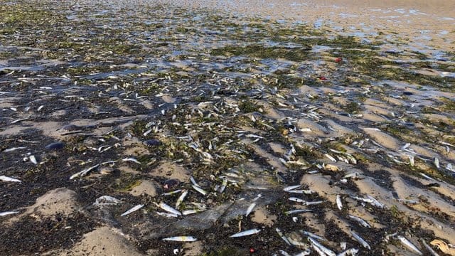 Tote Fische liegen am Nordseestrand bei St.