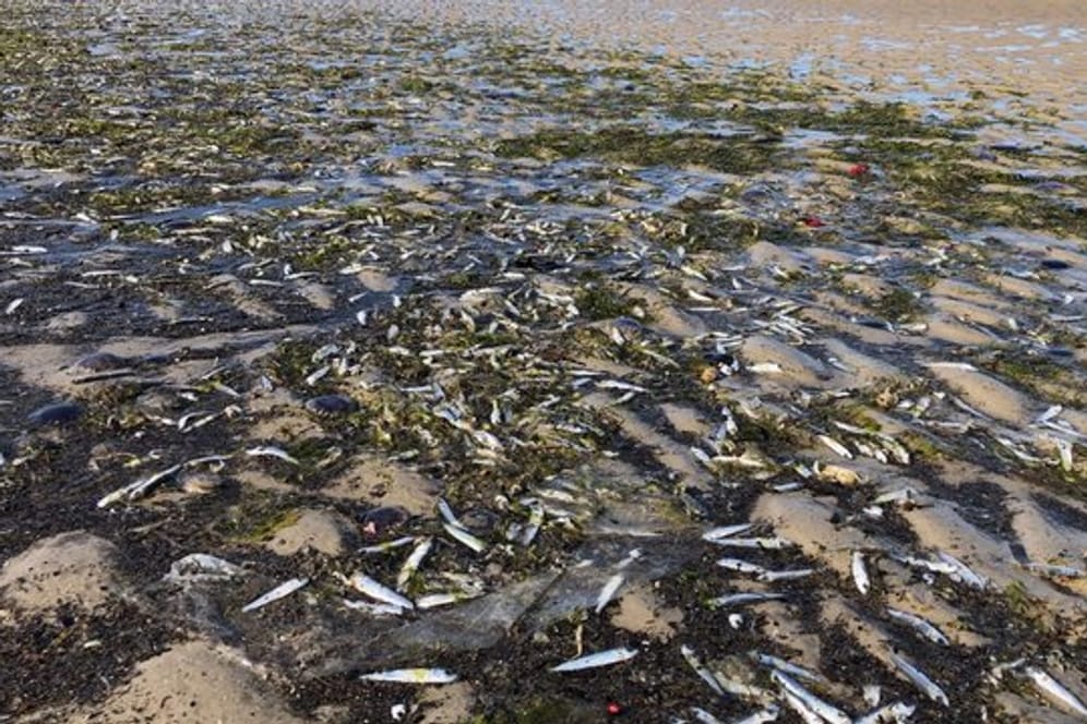 Tote Fische liegen am Nordseestrand bei St.