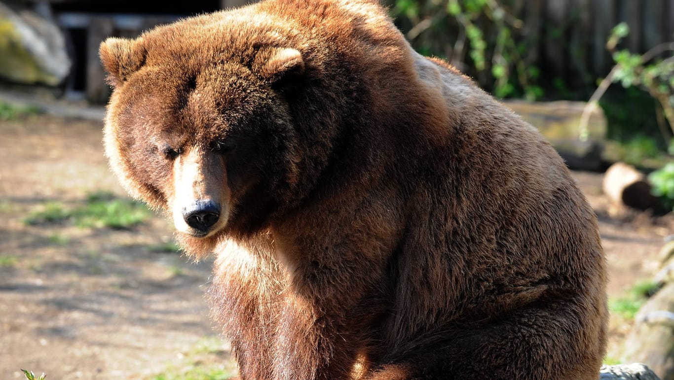 Ein Grizzlybär (Symbolfoto): Die Bärendame in den USA ist eine Berühmtheit. Sie hat sogar eine eigene Facebook-Seite.
