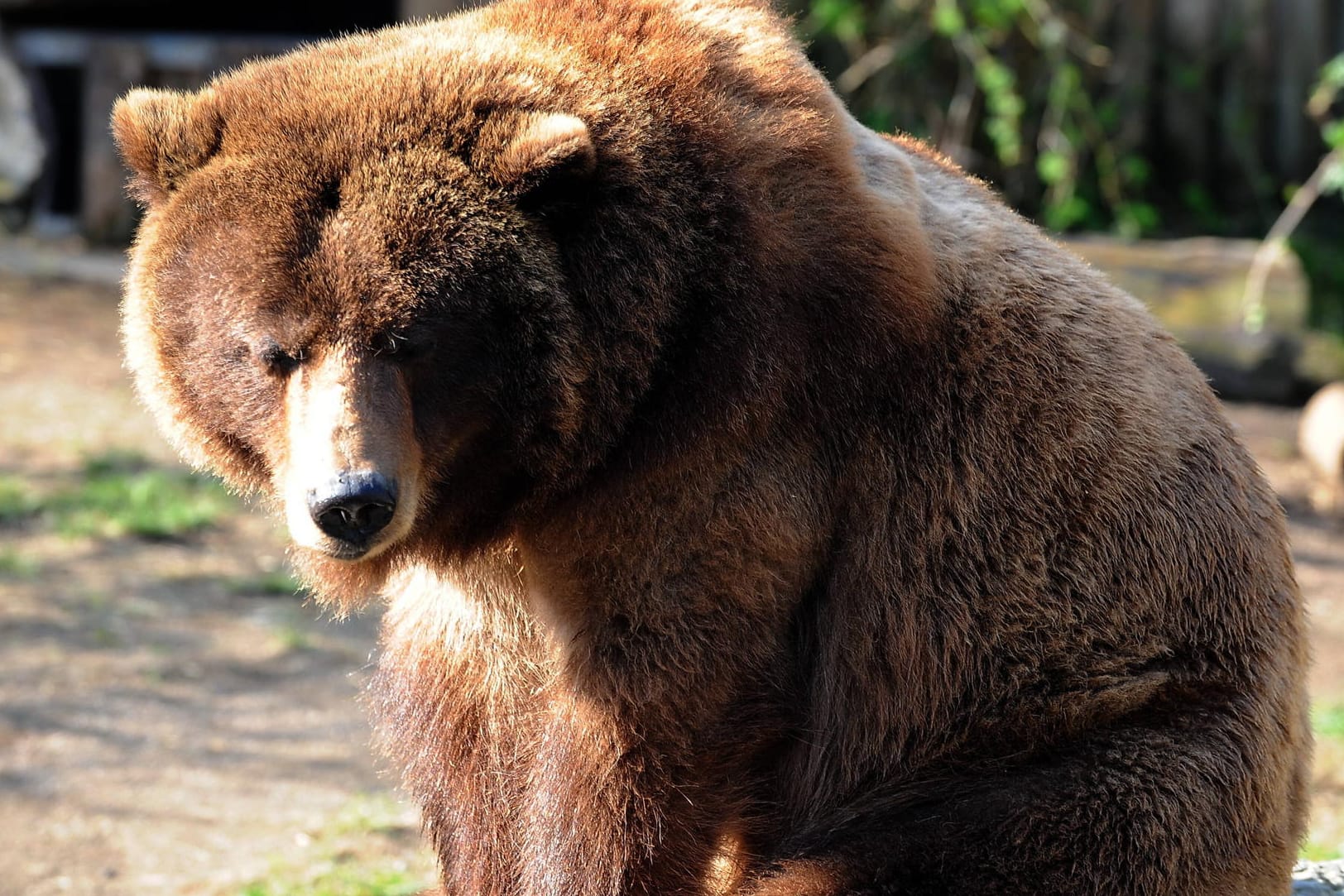 Ein Grizzlybär (Symbolfoto): Die Bärendame in den USA ist eine Berühmtheit. Sie hat sogar eine eigene Facebook-Seite.