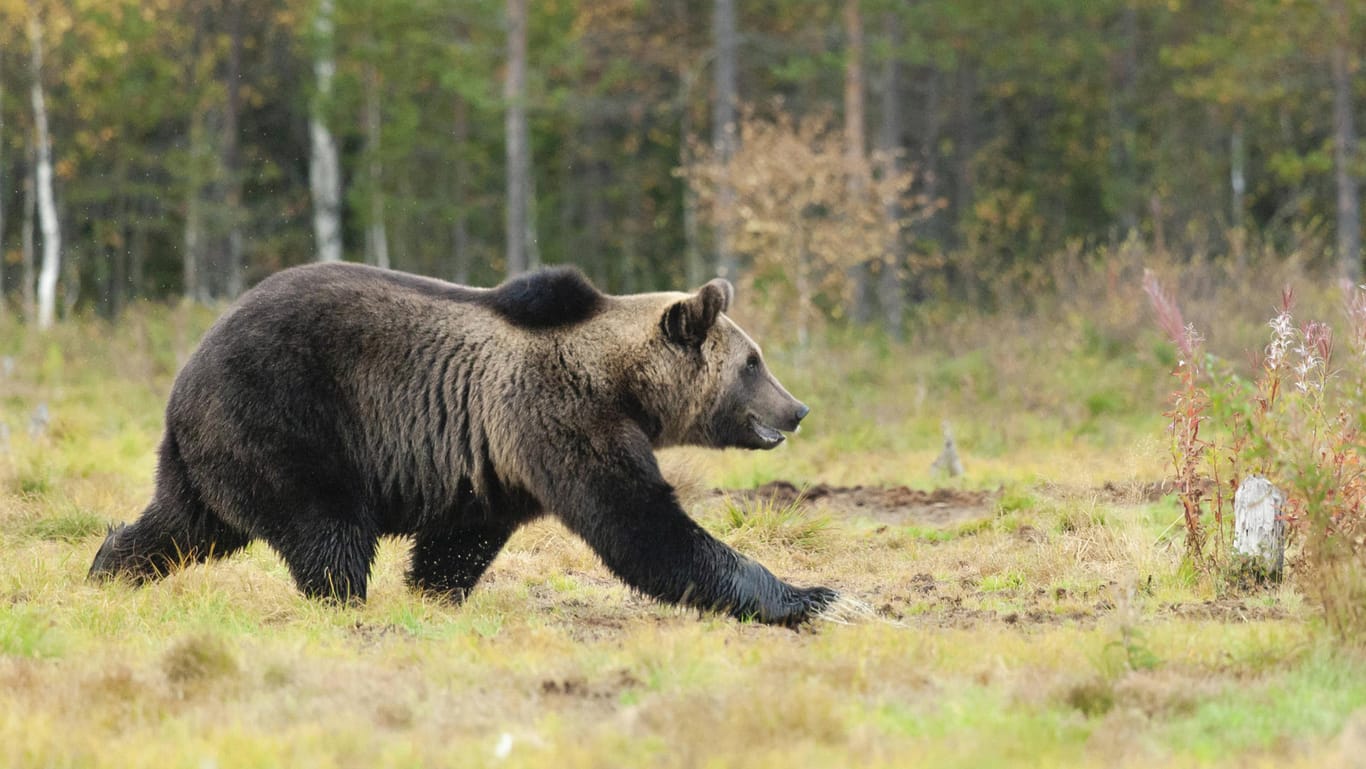 Europäischer Braunbär (Symbolfoto): Nach einem Wiederansiedlungsprogramm leben im Raum Trentino inzwischen rund 90 Bären. Dabei gibt es immer wieder Probleme zwischen Mensch und Tier.
