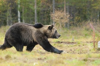 Europäischer Braunbär (Symbolfoto): Nach einem Wiederansiedlungsprogramm leben im Raum Trentino inzwischen rund 90 Bären. Dabei gibt es immer wieder Probleme zwischen Mensch und Tier.