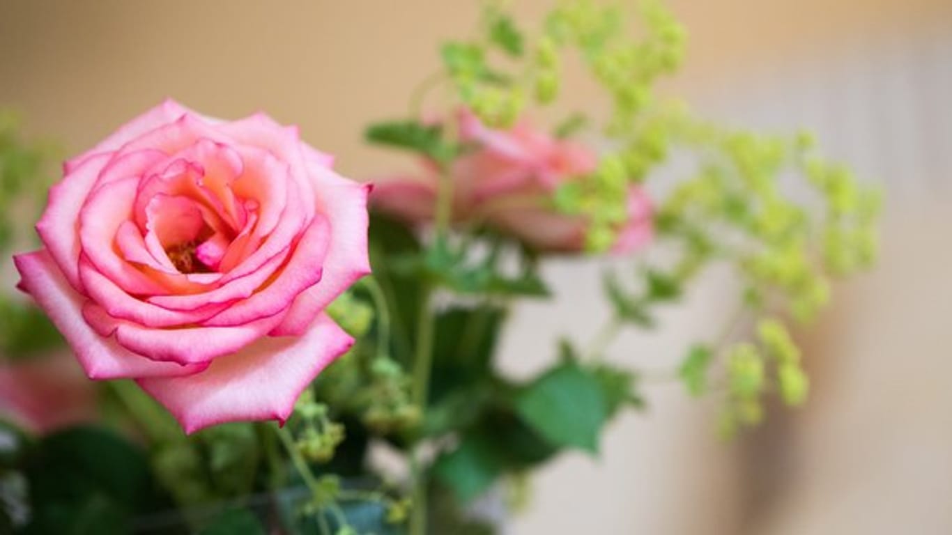Blumenstrauß aus dem eigenen Garten: Für Anfänger sind robuste Sorten wie Hortensien und Rosen geeignet.