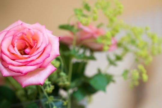 Blumenstrauß aus dem eigenen Garten: Für Anfänger sind robuste Sorten wie Hortensien und Rosen geeignet.