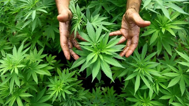 Cannabispflanzen auf einer - legalen - Plantage in Israel.