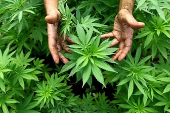 Cannabispflanzen auf einer - legalen - Plantage in Israel.