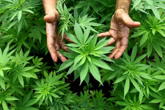 Cannabispflanzen auf einer - legalen - Plantage in Israel.