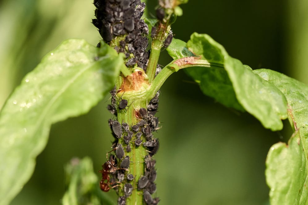 Blattläuse: Gärtner können die Plage auch ohne Chemie bremsen.