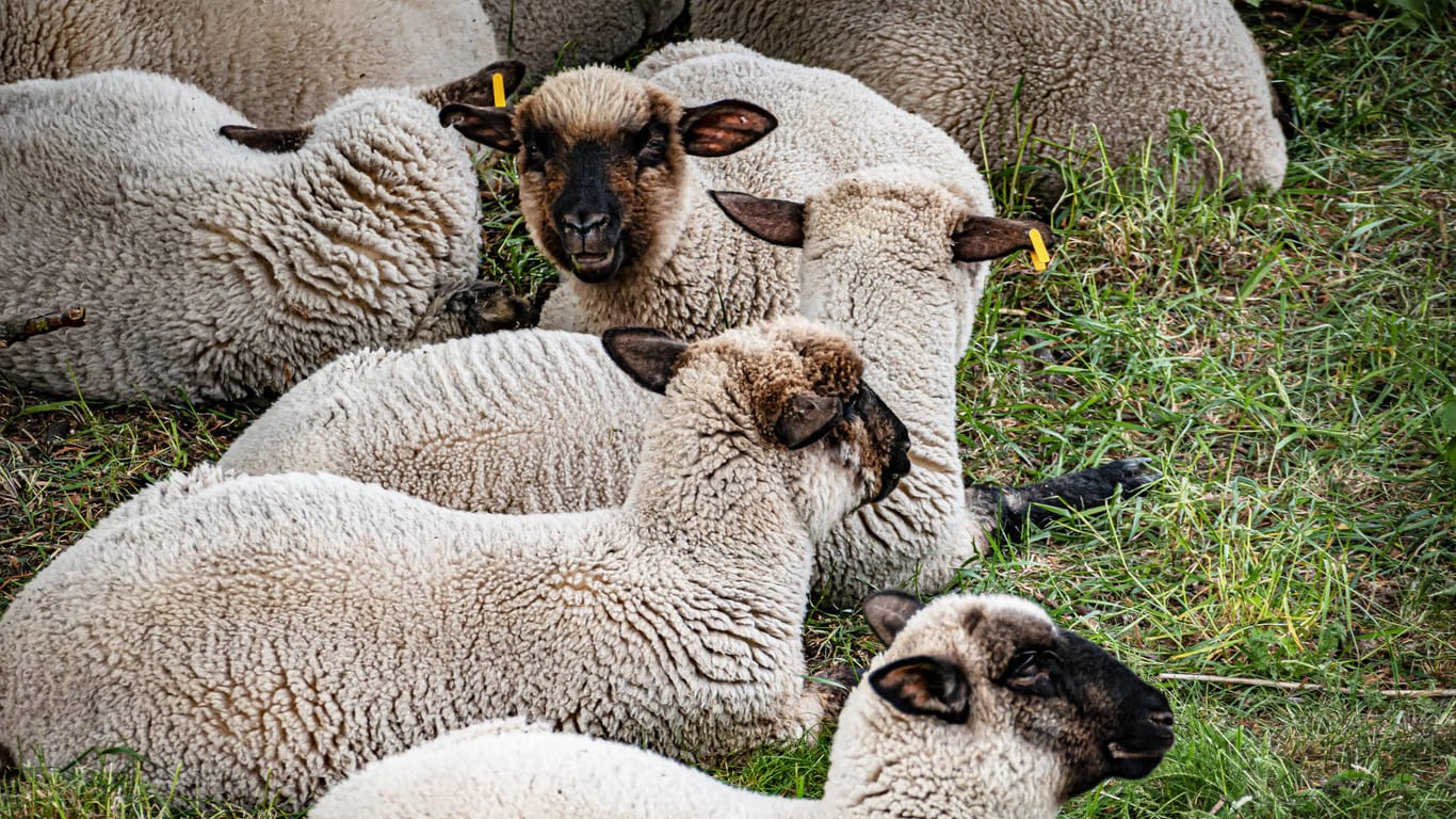 Schafe liegen auf dem Boden (Symbolbild): In Wickede bei Hagen ist es zu einem Unfall mit einer Schafsherde und einem Zug gekommen.