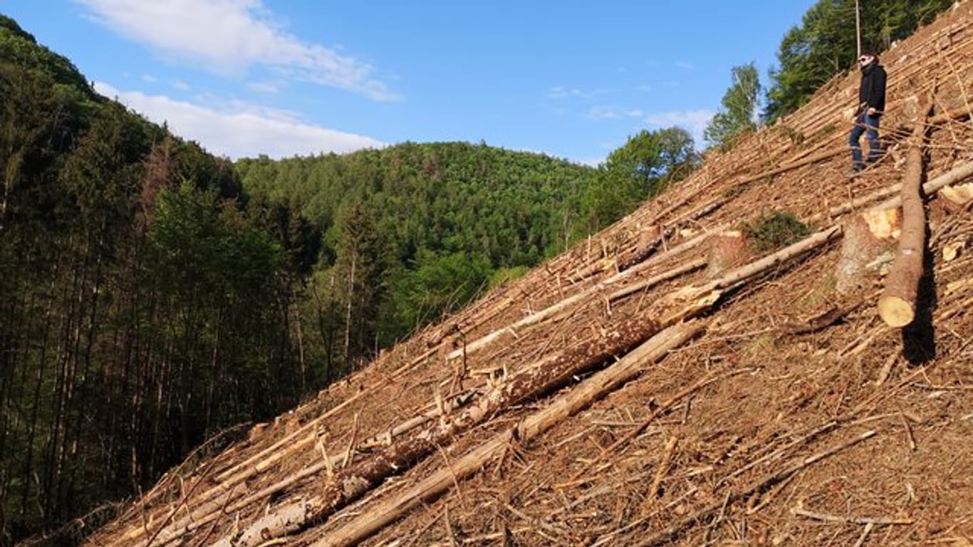 Das von der Deutschen Umweltstiftung zur Verfügung gestellte Handout zeigt einen Räumungsschlag im Westerwald.