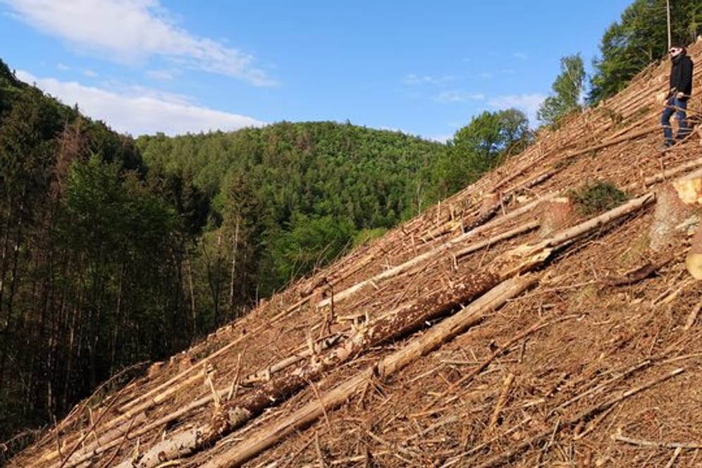 Das von der Deutschen Umweltstiftung zur Verfügung gestellte Handout zeigt einen Räumungsschlag im Westerwald.