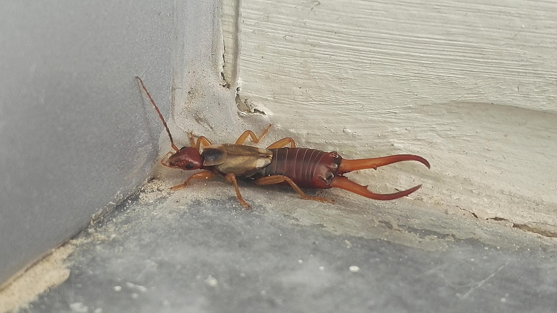 Ohrwurm: Die Insekten werden auch Ohrenkneifer genannt.