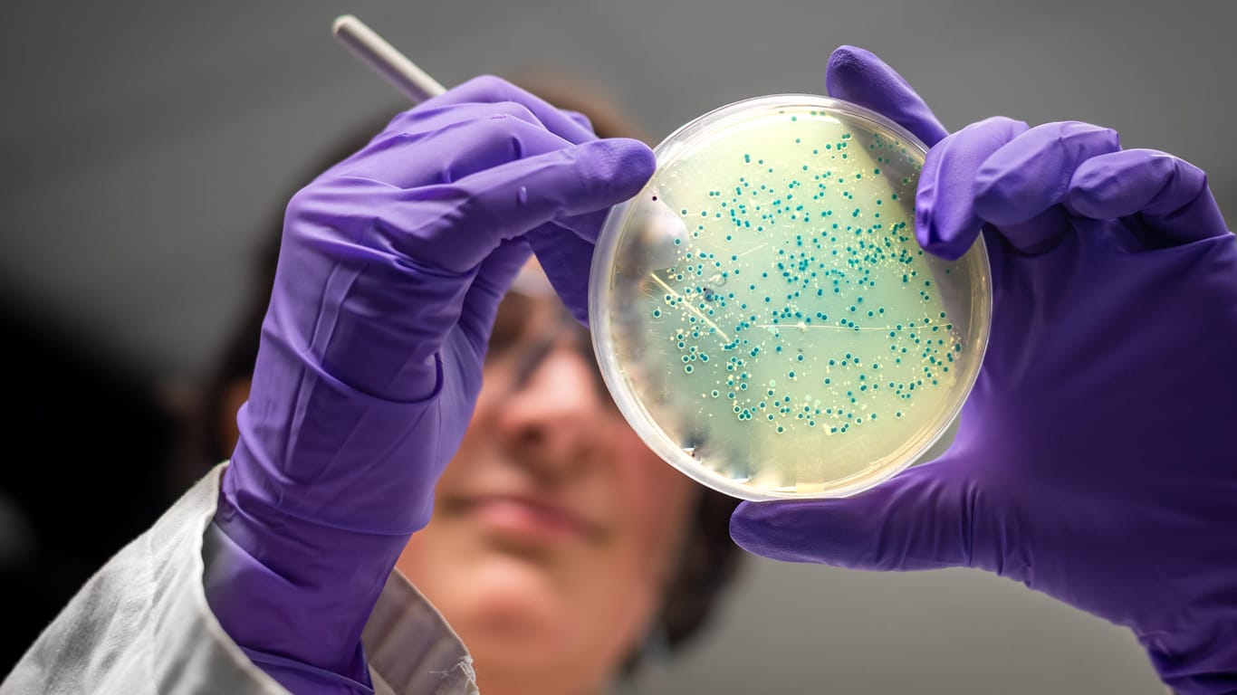 Bakterien: Antibiotika-Resistenzen sind ein weltweites Problem.