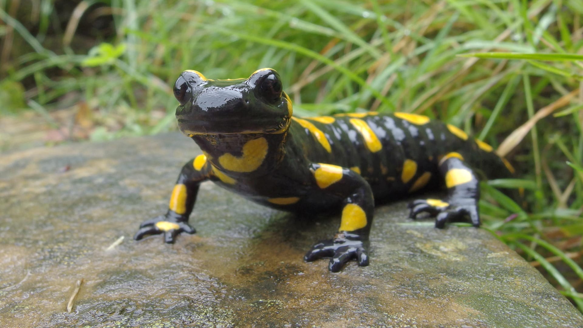 Feuersalamander: Die Krankheit wurde vermutlich vor mehr als zehn Jahren über den Tierhandel aus Asien nach Europa eingeschleppt.