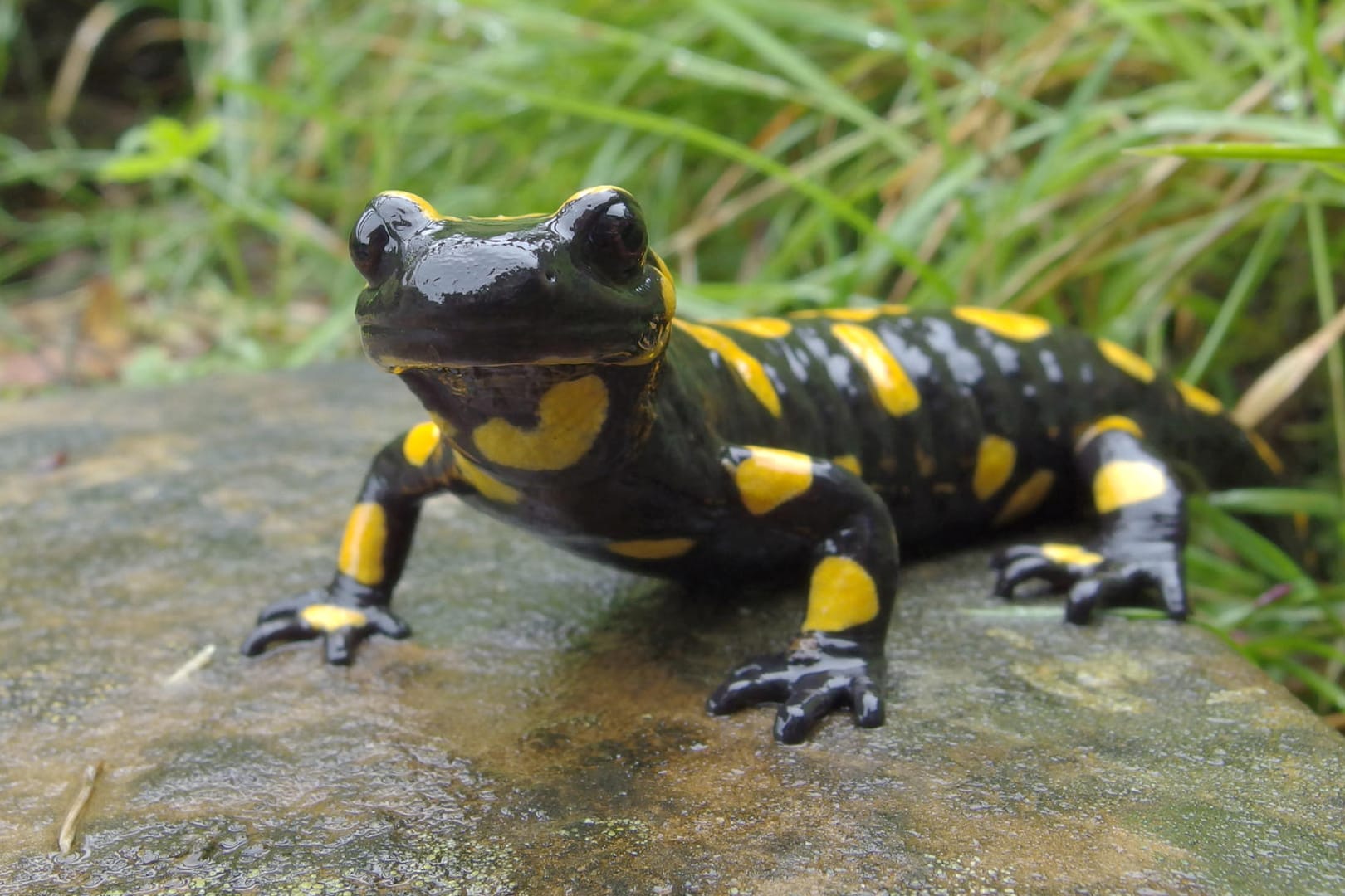 Feuersalamander: Die Krankheit wurde vermutlich vor mehr als zehn Jahren über den Tierhandel aus Asien nach Europa eingeschleppt.