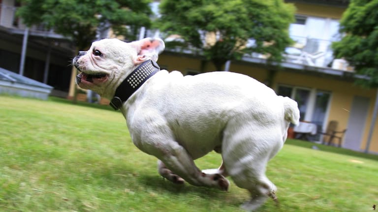 Eine Französische Bulldogge: Der Gassipartner eines Hundes der selben Rasse ist von einem Auto überfahren worden.