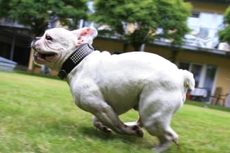 Eine Französische Bulldogge: Der Gassipartner eines Hundes der selben Rasse ist von einem Auto überfahren worden.