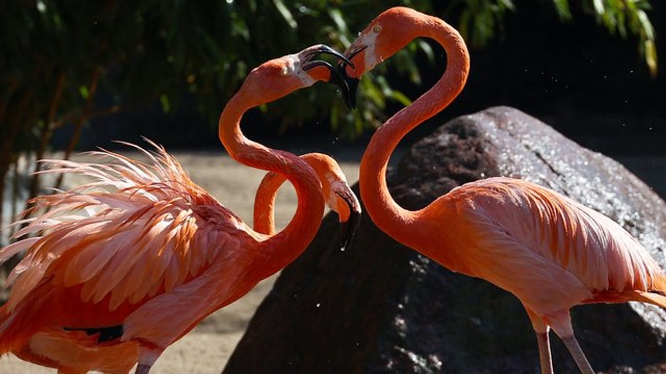 Die Flamingos bei Hagenbeck genießen das kühle Nass.
