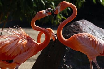 Die Flamingos bei Hagenbeck genießen das kühle Nass.
