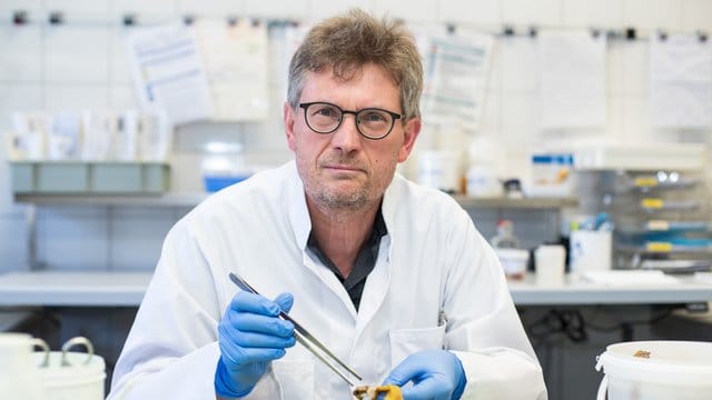 Hans Bösmüller im Labor in der Pathologie der Uniklinik Tübingen: Forschungen der Universitätsklinik Tübingen weisen auf eine Überreaktion des Immunsystems als Ursache für besonders schwere Covid-19-Erkrankungen hin.