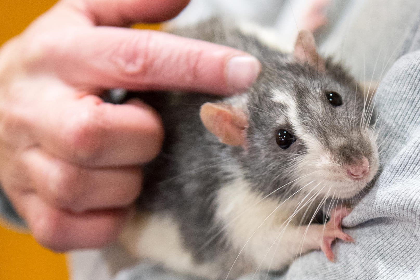 Ratten: Den Nagern kann man durchaus das Versteckspiel beibringen. Sie lieben es, zur Belohnung gekitzelt zu werden.