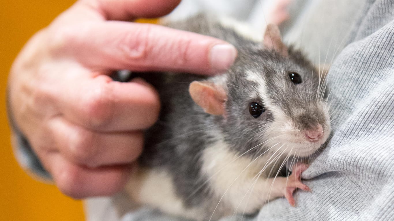 Ratten: Den Nagern kann man durchaus das Versteckspiel beibringen. Sie lieben es, zur Belohnung gekitzelt zu werden.