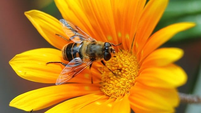 Schwebfliegen tragen ein schwarz-gelbes Kleid, sie haben aber keine Wespentaille.