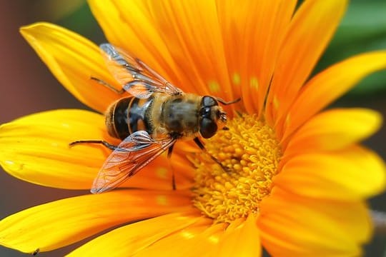 Schwebfliegen tragen ein schwarz-gelbes Kleid, sie haben aber keine Wespentaille.