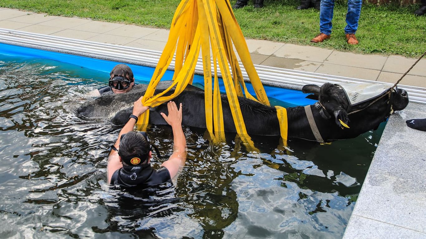 Rettungsaktion in Österreich: Eine Kuh ist in einen Pool gefallen und musste in einem aufwendigen Einsatz gerettet werden.