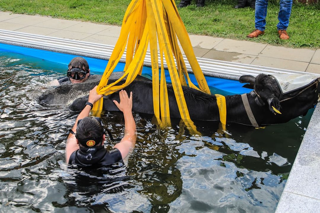 Rettungsaktion in Österreich: Eine Kuh ist in einen Pool gefallen und musste in einem aufwendigen Einsatz gerettet werden.