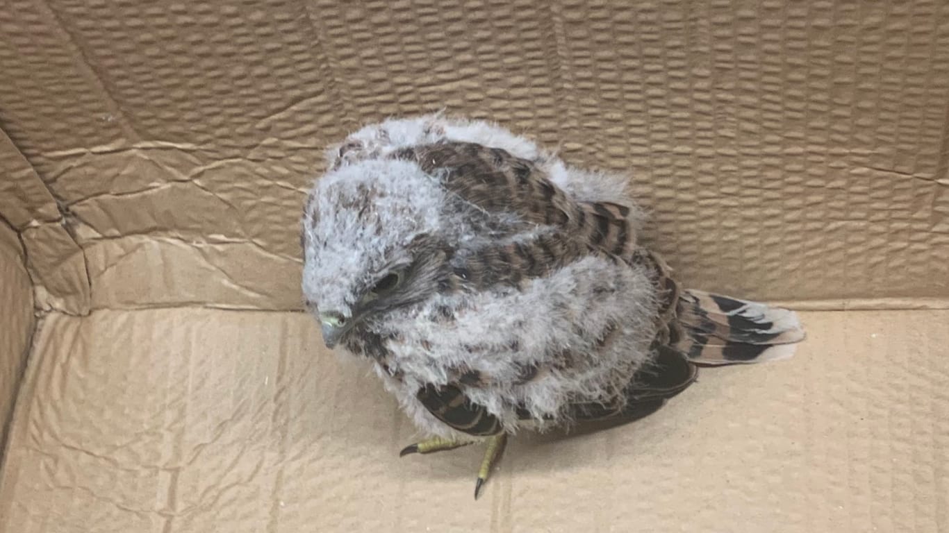 Ein junger Falke: Das Tier wurde von der Bundespolizei aus einem Flughafenterminal in Düsseldorf gerettet.