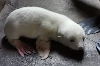Ein weißes Südamerikanisches Seebärenbaby: Das Tier liegt im Gehegebereich des Eismeers im Tierpark Hagenbeck.