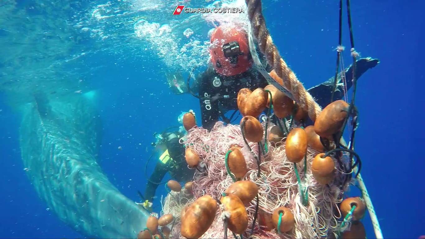 Ein Taucherteam der italienischen Küstenwache befreit den zehn Meter langen Pottwal aus einem Fischernetz.