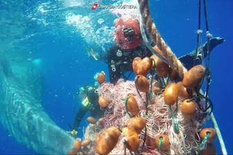 Ein Taucherteam der italienischen Küstenwache befreit den zehn Meter langen Pottwal aus einem Fischernetz.